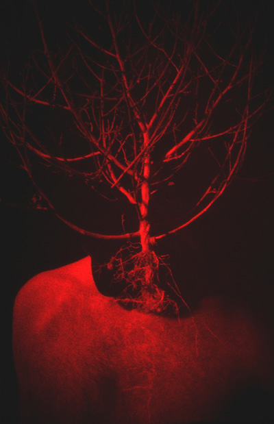 Vestigial Root